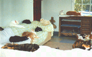 HOME for CATS - Living Room