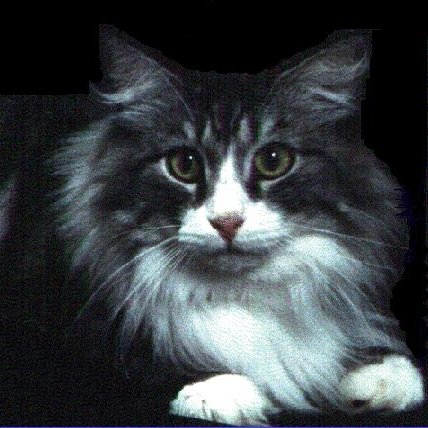 Vinnie, A Gorgeous Boy!