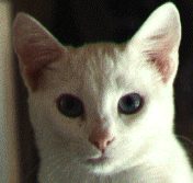 Tristan