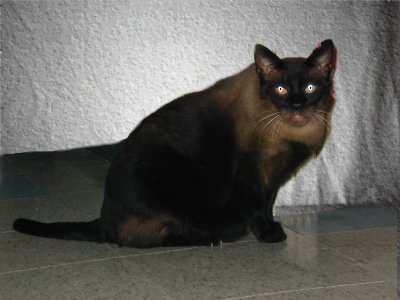 Sampson